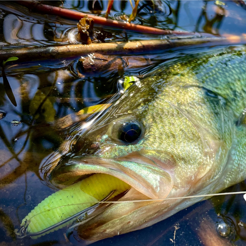 Cast&Catch SCREW-LOCK Weedless - Fishing Hook Weedless recensie en prijs